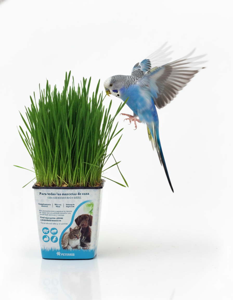 Periquito sobre una maceta de PETGRASS